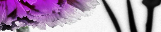 灰紫花卉装饰画1