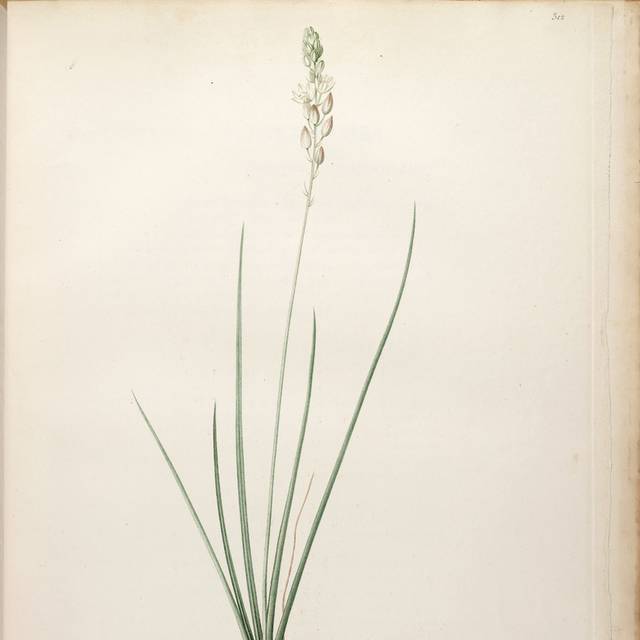 精美花朵绿叶装饰画