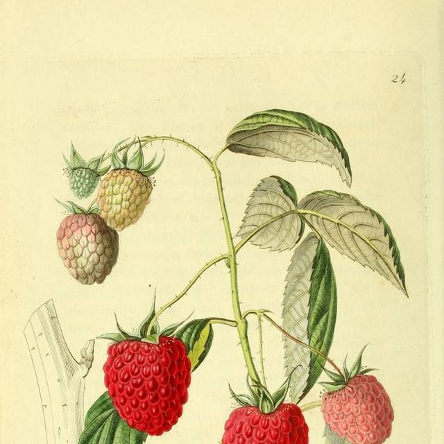 草莓手绘装饰画
