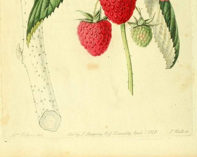 草莓手绘装饰画
