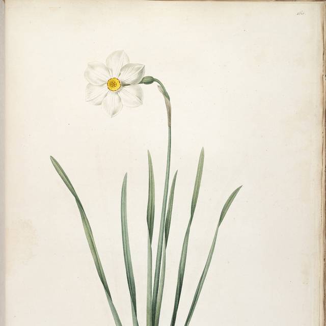 复古白花装饰画素材5