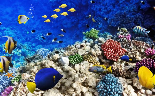 海底世界珊瑚礁墙画