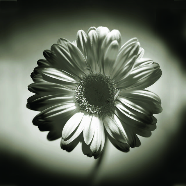 黑白花朵摄影客厅装饰画1