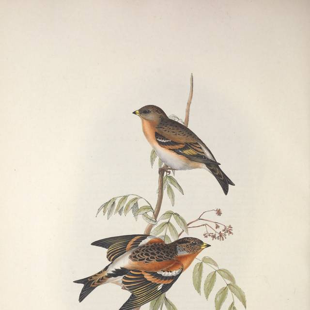 复古两只橙色小鸟装饰画