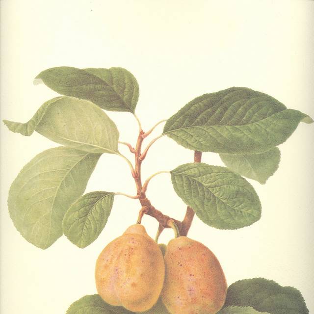手绘果实花卉装饰画1