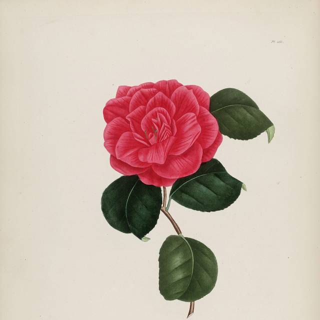 高清茶花复古装饰画5