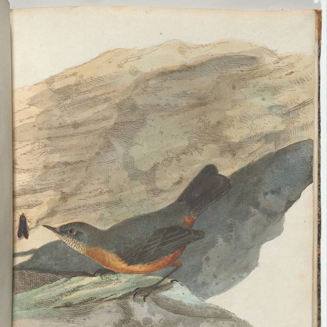 珍贵鸟类装饰画11