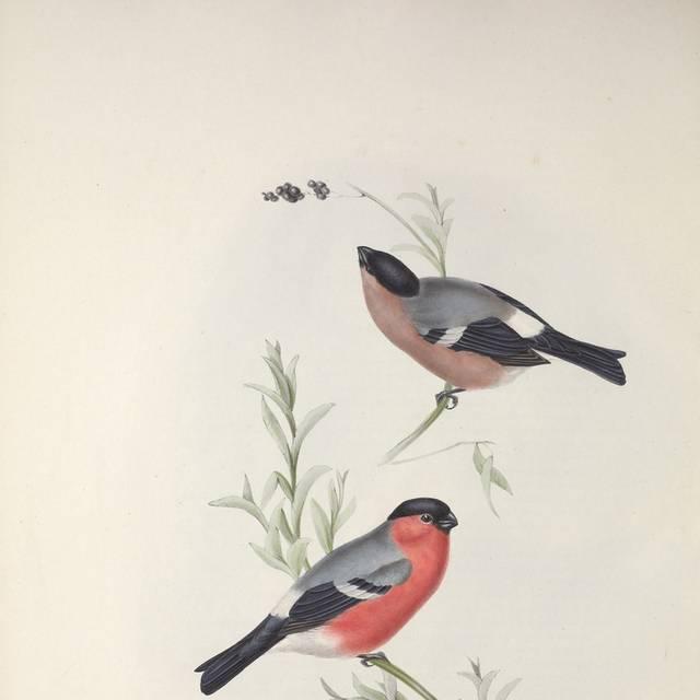 复古可爱两只小鸟装饰画