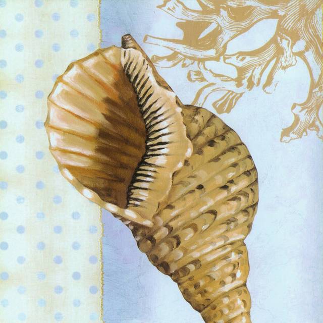 手绘棕色海螺装饰画