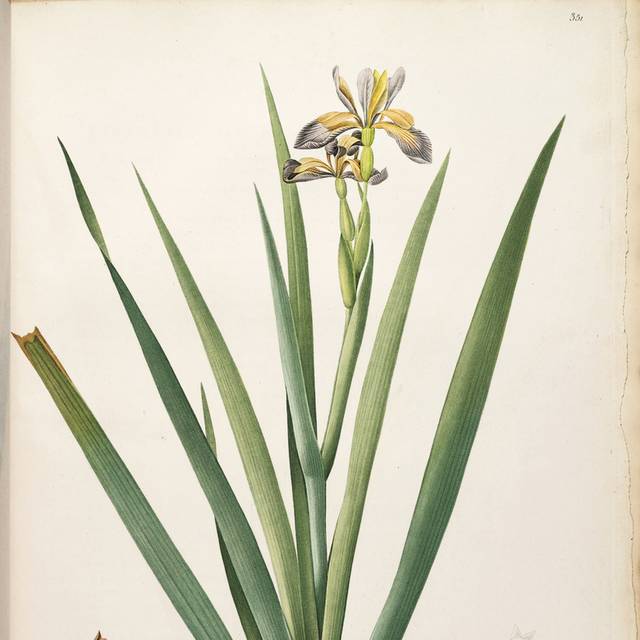 黄花绿叶装饰画3