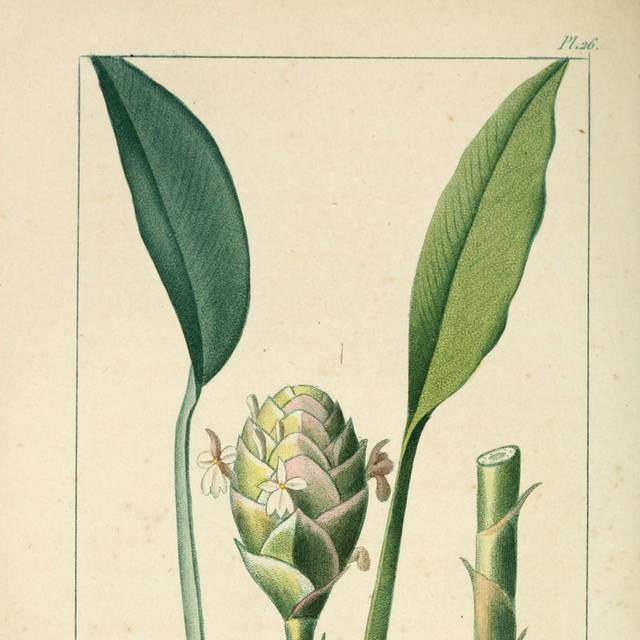 美式复古植物装饰画3
