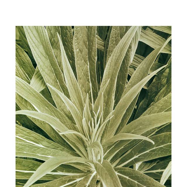 绿色植物装饰画