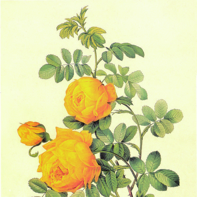 黄玫瑰花卉装饰画