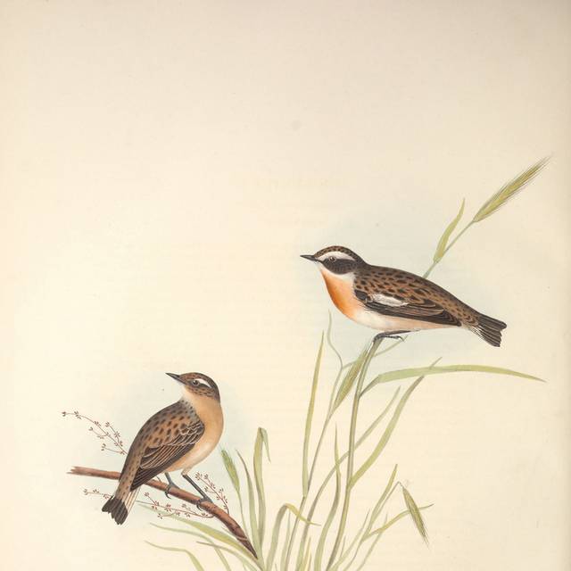 复古橙棕色鸟类装饰画