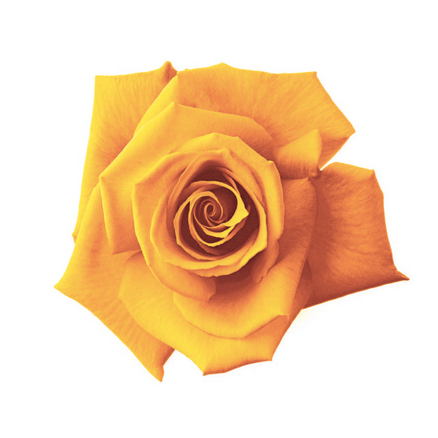 黄色玫瑰装饰画素材