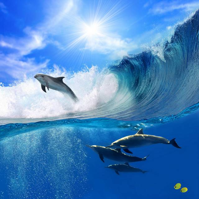美丽海浪海豚装饰画