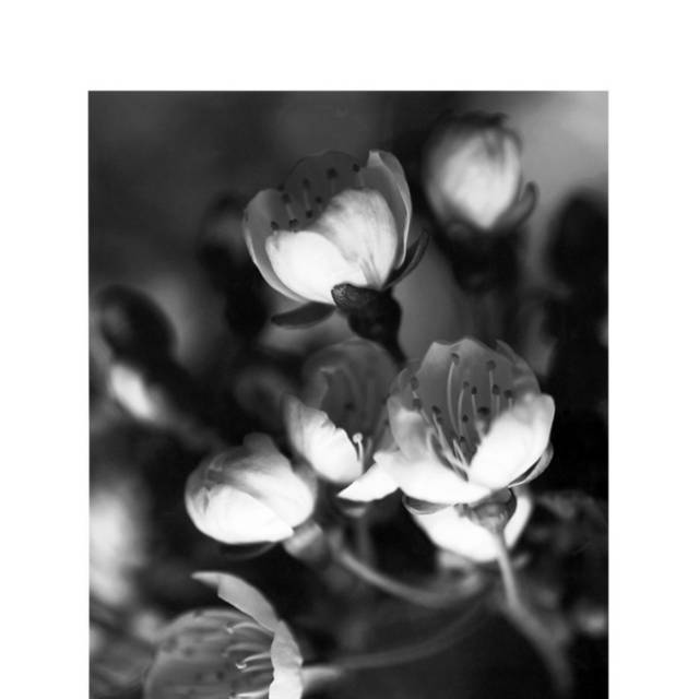 黑白花朵装饰画6