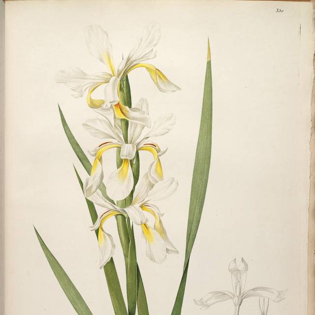 黄白鲜花绿叶装饰画