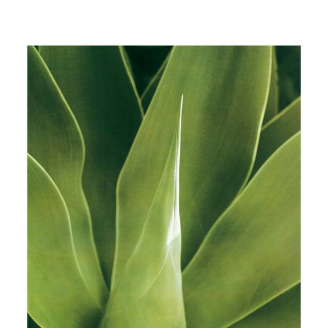 芦荟装饰画