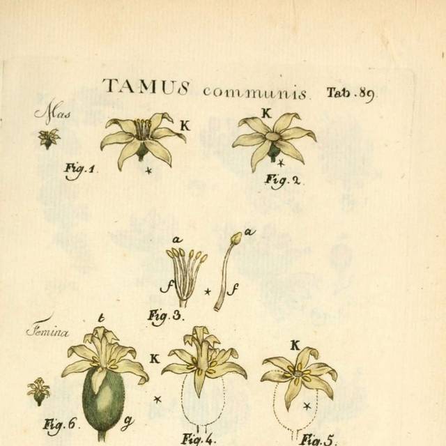 花径复古插画