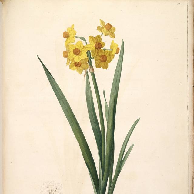 复古黄色美丽花朵装饰画2