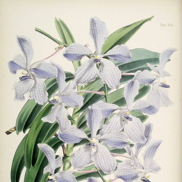 紫色精美花朵绿叶装饰画