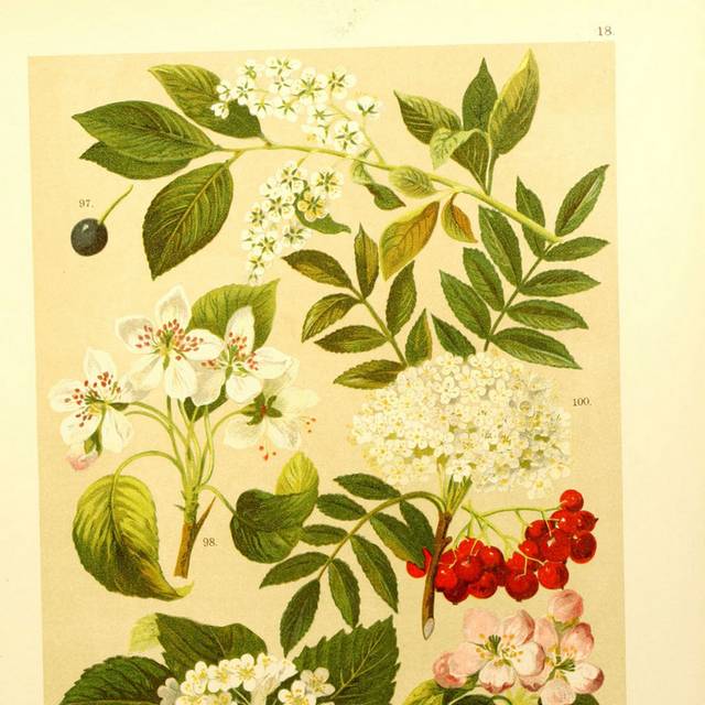 花果装饰画2