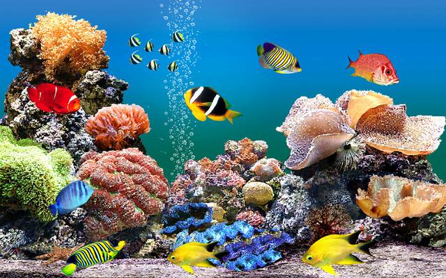 珊瑚礁鱼群装饰画