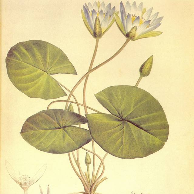 白色睡莲复古装饰画