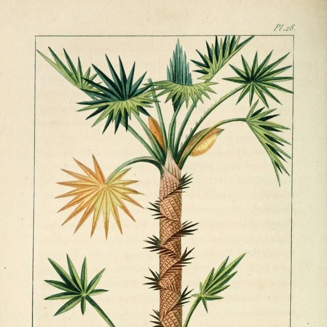 美式植物复古装饰画7