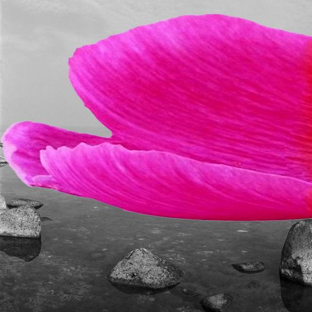 黑白海滩粉色花瓣装饰画