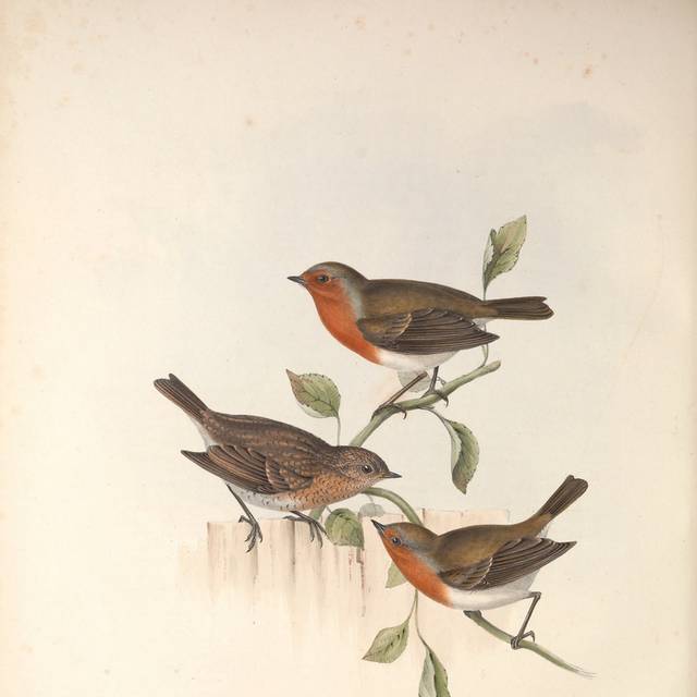 棕橙色小鸟装饰画