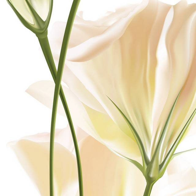 精美大气时尚白色花朵装饰画