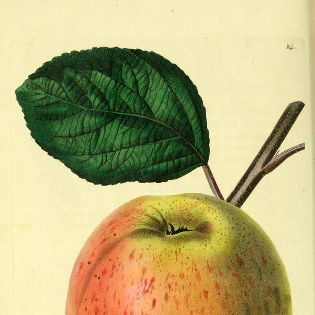 国光苹果复古装饰画