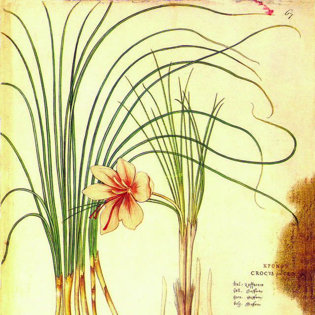 水仙花花卉装饰画
