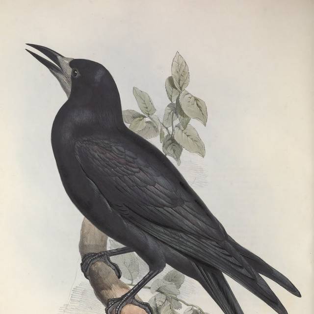 复古黑色的小鸟装饰画