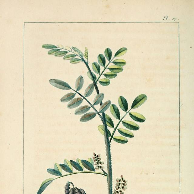 美式植物复古装饰画5