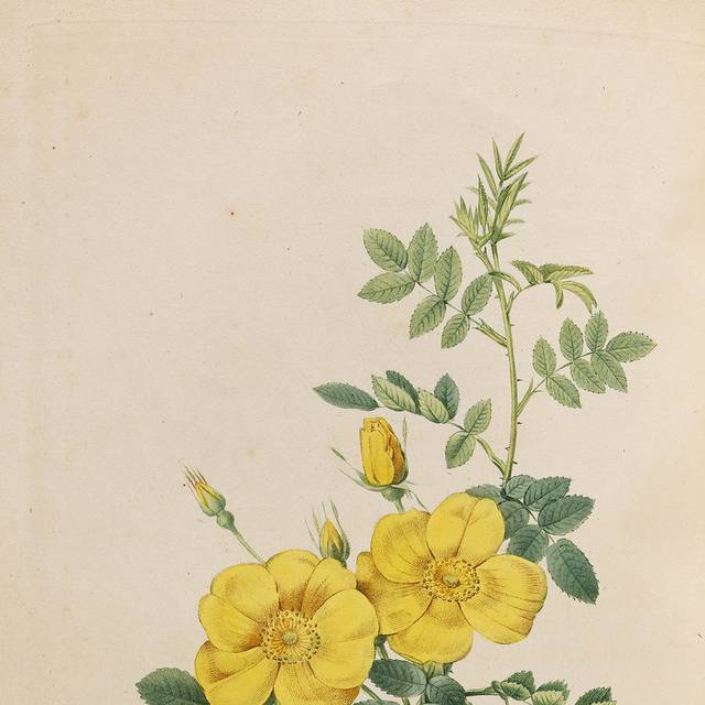 一株黄色鲜花装饰画1