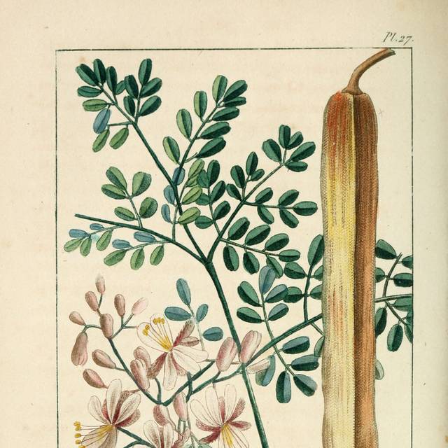 美式植物复古装饰画6