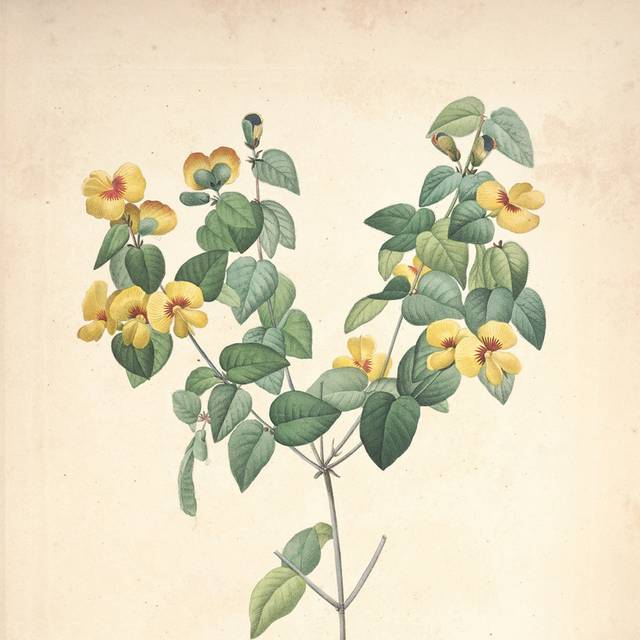 黄色花朵装饰画4
