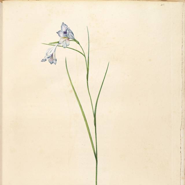 复古美丽蓝色花朵装饰画1