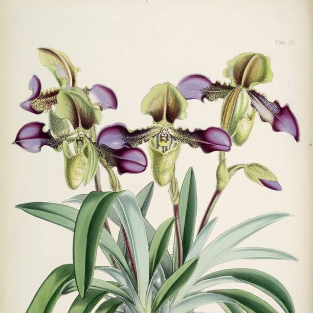 紫绿花朵装饰画