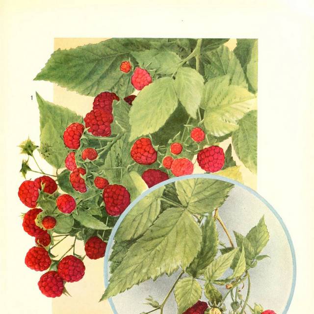 手绘树莓复古装饰画