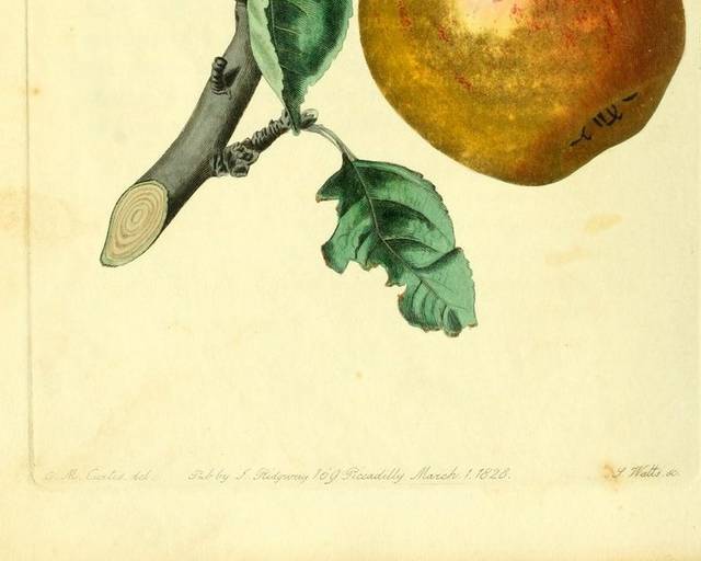 水果苹果装饰画