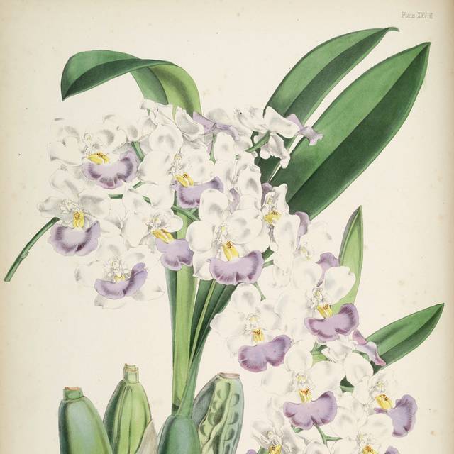 紫白花朵装饰画2