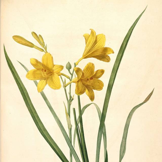 黄色美丽花朵装饰画6