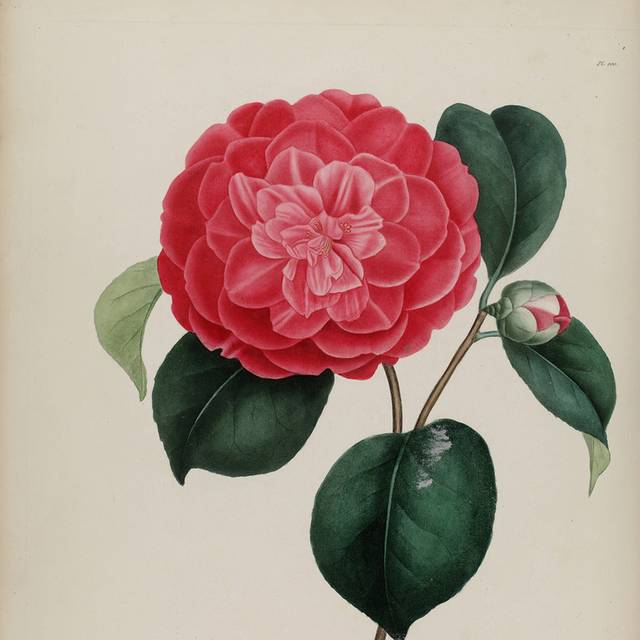 复古茶花插图4