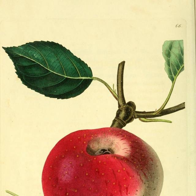 红色苹果装饰画