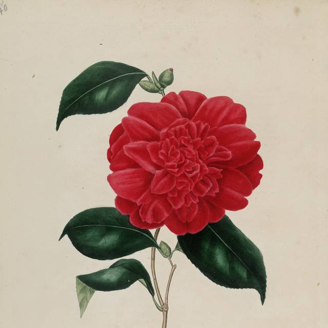 复古手绘茶花插图3