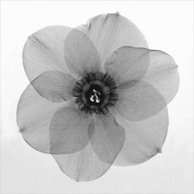 黑白透明花瓣装饰画